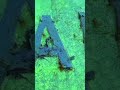 Discovering a Sunken Ship Wreck | Raiyawa Ship Wreck at Tivua Island