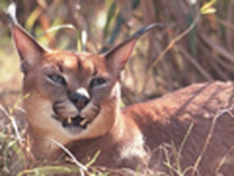 CARACAL Species Spotlight - Big Cat TV - YouTube