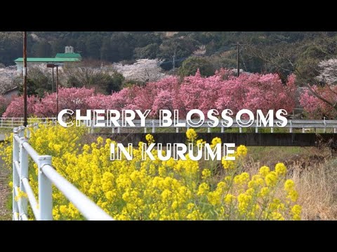 【4K】Cherry Blossoms Walk in Kurume