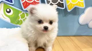 ハーフ犬の動画01