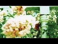 Unwed Sailor - The Garden