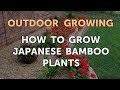 How To Grow Japanese Bamboo Plants