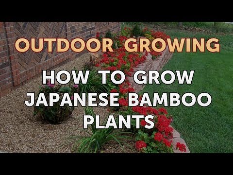 Will Salt or Vinegar Kill Bamboo