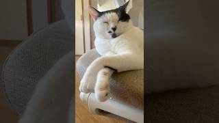 椅子を占領して休むムキムキうめち✨ #cat #猫 #うめ #うめと申しますけども #ねこ