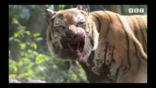 tiger angry status