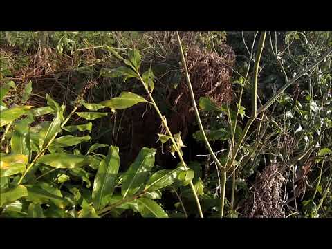 Caça Ao Coelho S Miguel Açores PICO DO CALVO PONTA GARÇA