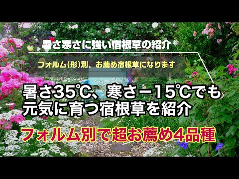 園芸 乾燥に強い植物