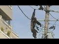 On-the-run chimpanzee's high wire act