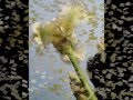 TU ME SUFFIRAS-MARC LAVOINE-WHITE IRIS