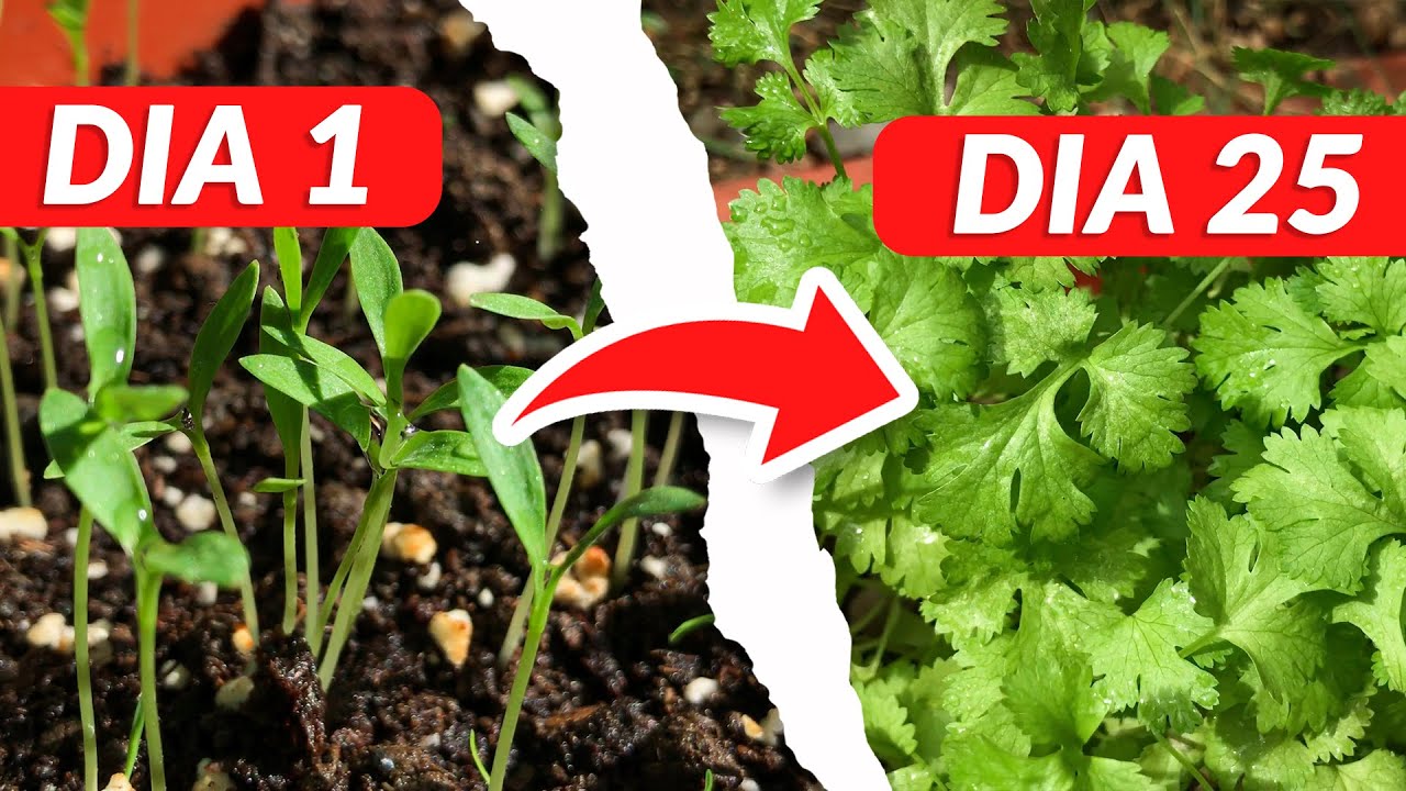 🍀 COMO SEMBRAR CILANTRO EN MACETA TODO EL TIEMPO ✅ | [EXPLICADO AL DETALLE] 😉💚
