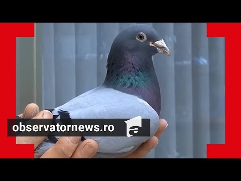 De ce valorează 2,5 milioane de euro porumbeii furaţi de un român în Belgia