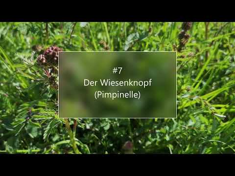 Welches Kraut ist da gewachsen? #7 Der Wiesenknopf