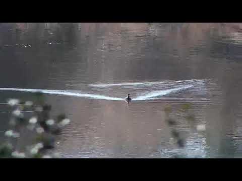 Djuma: Little Grebe juvenile - 09:54 - 07/30/20