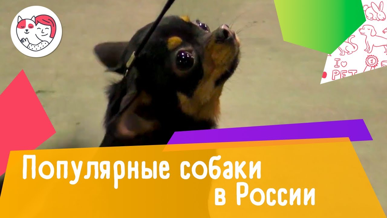 5 самых популярных собак в России