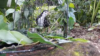 Download lagu chim cuốc mp3 Download lagu chim cuốc mp3