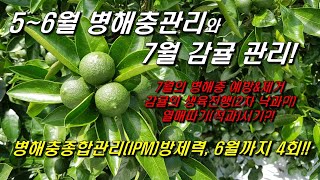 병해충종합관리 4회방제(5~6월), 7월 방제와 감귤관리는 뭘 해야하지?!