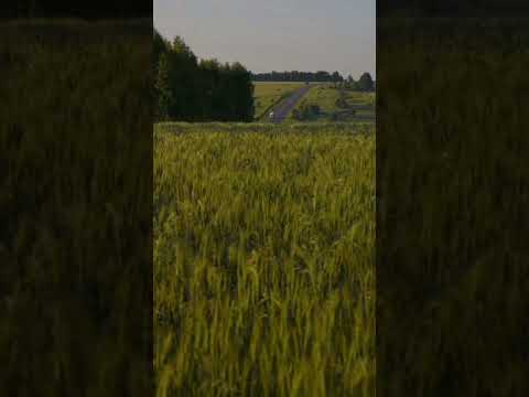 evining moment 🍂 #shortvideo #nature