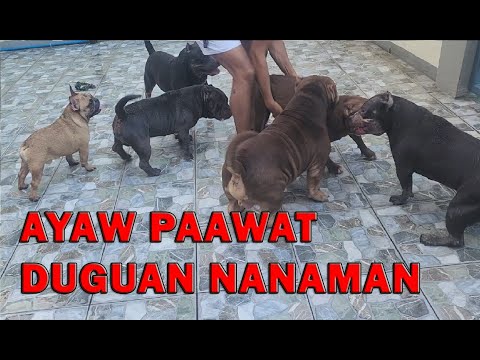 NAGKASUGATAN PA LARO LARO LANG DAPAT AMERICAN BULLY DOGS AYAW PAAWAT | DON RAIDER VLOG 308