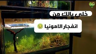 الامونيا والانفجار البكتيري اسبابه و علاجه