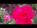 ABCYT PETER 18 Flowers Ernest H Morse Rose