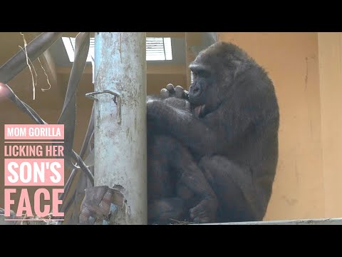 Mom Gorilla Licking Her Son's Face | Genki | Kyoto Zoo