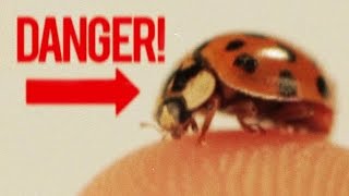 BADASS Facts About Ladybugs