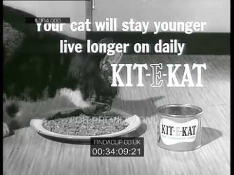 IL004 000 Kit E Kat   Cat Food   Your Cat Will Stay Younger Live Longer On Daily Kit E Kat