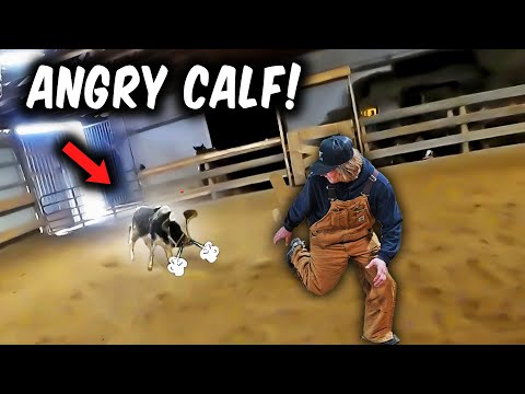 The Creekbend Boyz Brand ANGRY COWS!