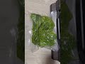 Caso Food Vacuum Sealer Spinach Caso Vrh 690 Advanced Vacuum Vacuumsealer