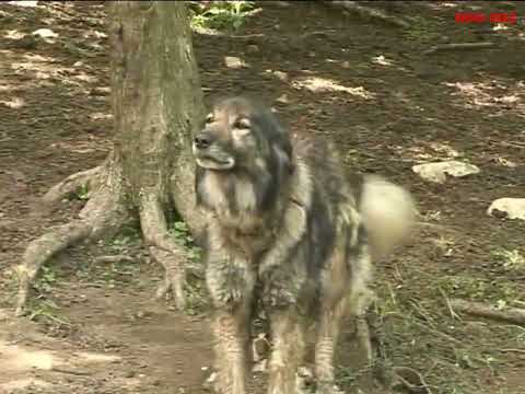 Frula-Tobić Vlasta - Badjan Zlot 2009