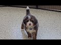 Mini Bernedoodle dogs for sale: London - Video 1