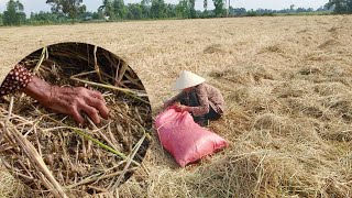 preview picture of video 'Mót lúa phụ ngoại giữa trưa nắng nóng | đời sống cơ cực miền tây | NKMT 344'