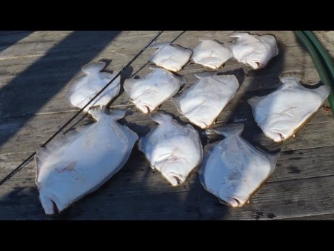 Ocean Fluke/Flounder Fishing with Jigs and Gulp