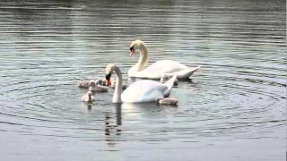 preview picture of video 'Swans and Cygnets'