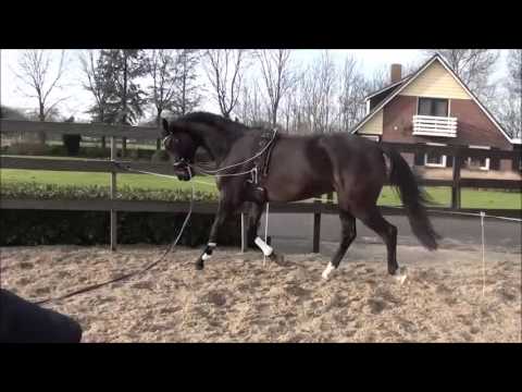 Jordan VK (Lord leatherdale x Damiro)