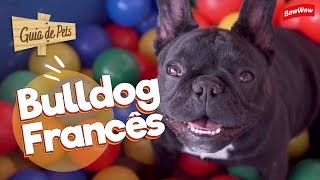 CALMO, DÓCIL E PERFEITO PARA APARTAMENTO: CONHEÇA O BULLDOG FRANCÊS | Guia de Pets