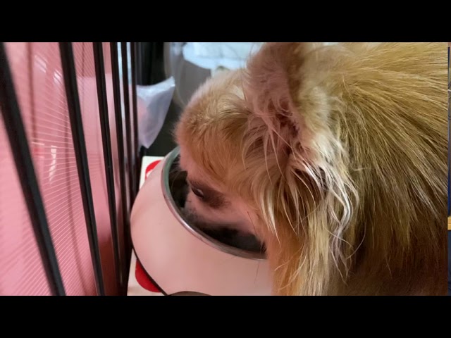 ブッチ トライアルセット お試しフードをレビュー 人間が食べた感想も はなげんきの犬小屋 ブッチ トライアルセット お試しフードをレビュー 人間が食べた感想も はなげんきの犬小屋