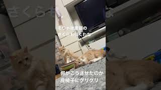 野生を忘れて座椅子に狂う猫【うすけ】#ねこ #猫 #猫のいる暮らし