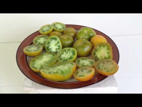 download lagu mp3 mp4 Lime Green Salad Tomato, download lagu Lime Green Salad Tomato gratis, unduh video klip Lime Green Salad Tomato