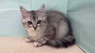 マンチカンの動画01