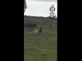 Video thumbnail 17 — Oscar of Union - An SOS Dog