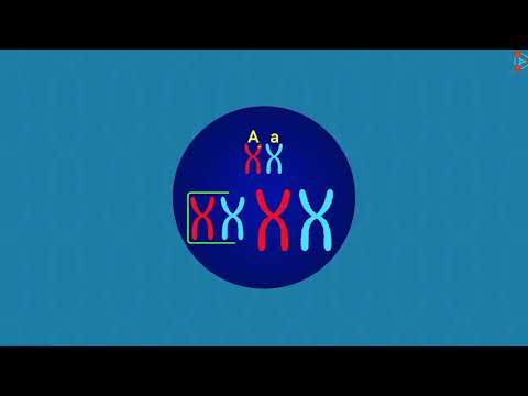 Vídeo: Problemas de xenética para dous caracteres (I)