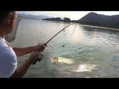 Pecanje šarana na Dunavu - Dubinsko pecanje šarana kod Korbova | Fishing carp in river