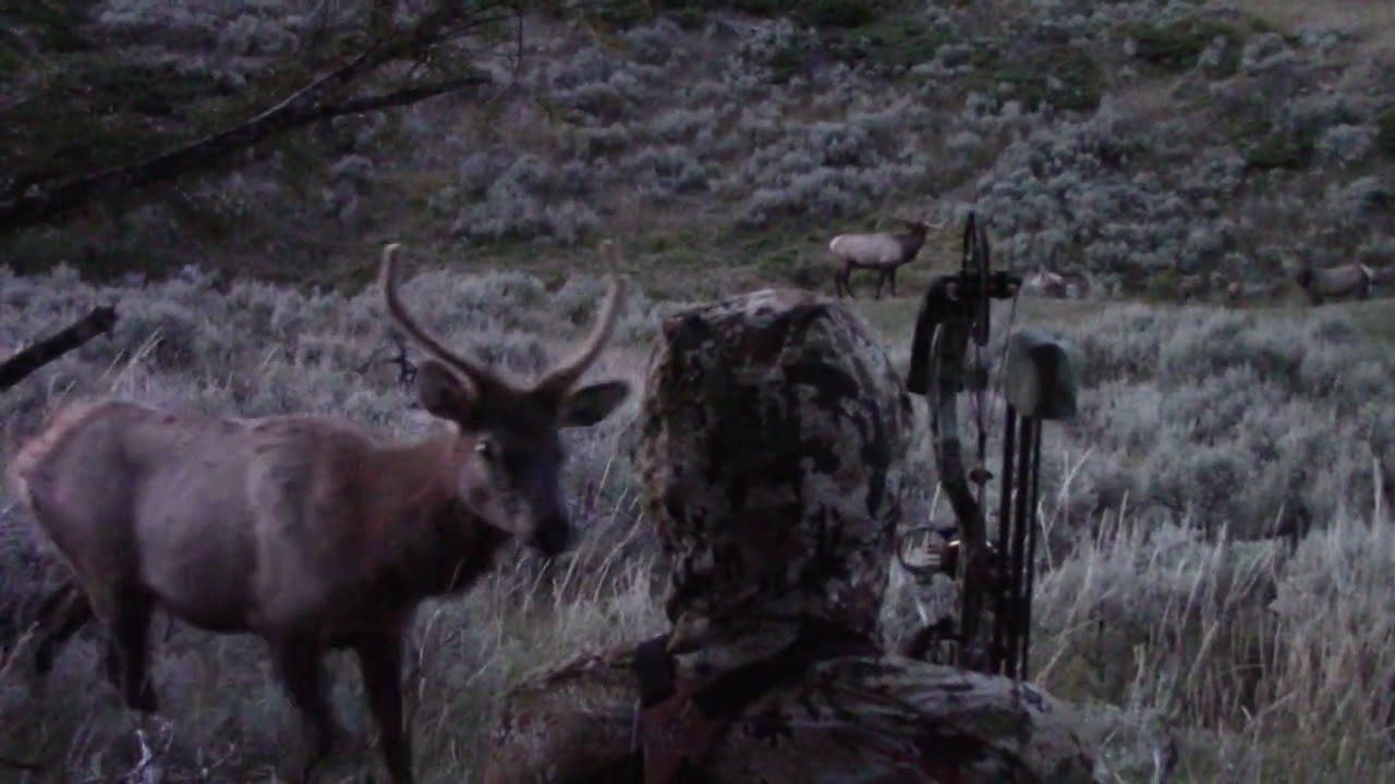 Up Close and Personal Encounter