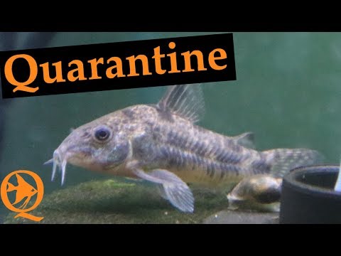 Quarantine Tank For Corycats
