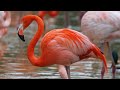 Flamingos At The SanDiego Zoo