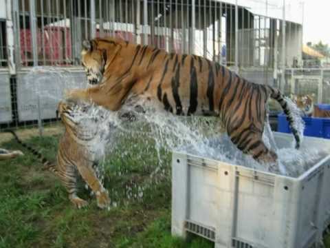 Carmen Zander Tiger Event Badespaß 2010