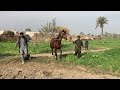 Healthy Strong Horse Breeding