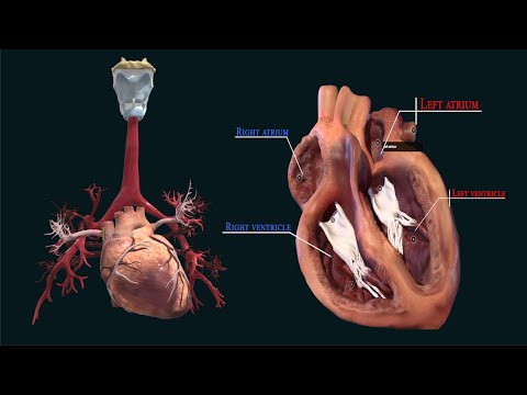 Inside the Heart: A Fascinating Look at Cardiovascular Anatomy. 💓🫀