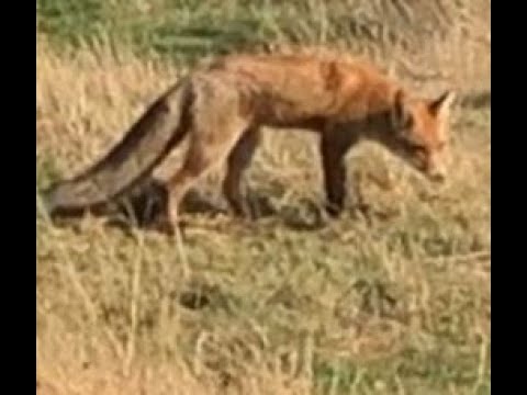 Rävigt värre på Torhamns udde